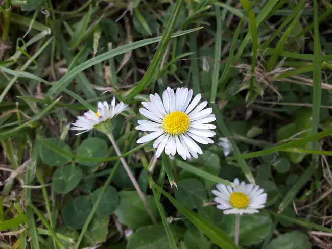 watercolour daisy painting reference photo