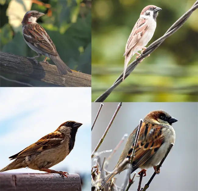 sparrow reference photos for painting watercolour birds