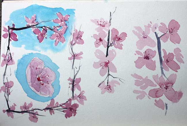 cherry blossom sketches