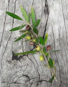 Olives Photo