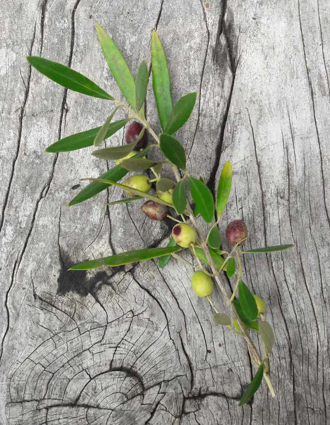 How To Mix Perfect Greens in Watercolor Solving Watercolour