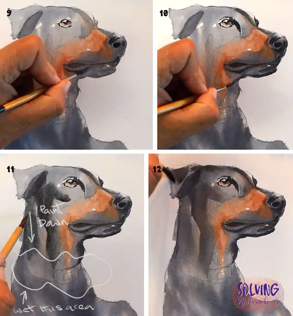 How To Paint A Dog In Watercolor Steps 9 - 12