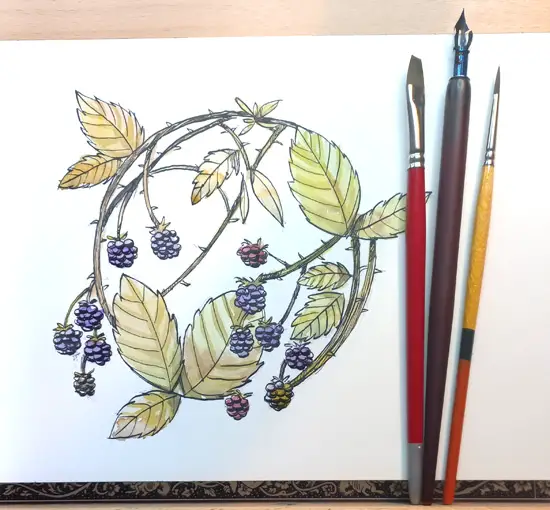 finished blackberry illustration